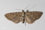 Streepjesdwergspanner / Freyer's Pug (Eupithecia intricata)