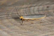 Streepkokerbeertje / Scarce Footman (Eilema complana)