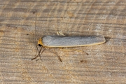 Streepkokerbeertje / Scarce Footman (Eilema complana)