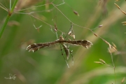 Streepzaadvedermot / Breckland plume (Crombrugghia distans), micro