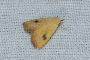 Stro-uil / Straw Dot (Rivula sericealis)