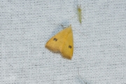 Stro-uil / Straw Dot (Rivula sericealis)