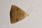 Stro-uil / Straw Dot (Rivula sericealis)