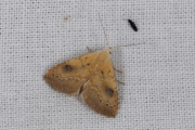 Stro-uil / Straw Dot (Rivula sericealis)