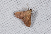 Strooiselmot / Rose-flounced Tabby (Endotricha flammealis), micro