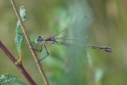 Tangpantserjuffer / Emerald Spreadwing (Lestes dryas)