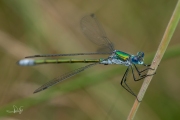 Tangpantserjuffer / Emerald Spreadwing (Lestes dryas)