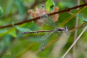 Tangpantserjuffer / Emerald Spreadwing (Lestes dryas)