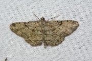 Taxusspikkelspanner / Willow Beauty (Peribatodes rhomboidaria)