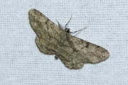 Taxusspikkelspanner / Willow Beauty (Peribatodes rhomboidaria)