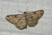 Taxusspikkelspanner / Willow Beauty (Peribatodes rhomboidaria)