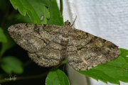 Taxusspikkelspanner / Willow Beauty (Peribatodes rhomboidaria)