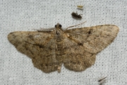 Taxusspikkelspanner / Willow Beauty (Peribatodes rhomboidaria)