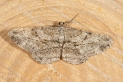 Taxusspikkelspanner / Willow Beauty (Peribatodes rhomboidaria)