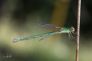 Tengere pantserjuffer / Small Spreadwing (Lestes virens)