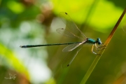 Tengere pantserjuffer / Small Spreadwing (Lestes virens)