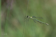 Tengere pantserjuffer / Small Spreadwing (Lestes virens)