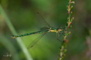 Tengere pantserjuffer / Small Spreadwing (Lestes virens)