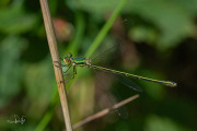 Tengere pantserjuffer / Small Spreadwing (Lestes virens)