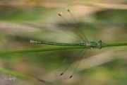 Tengere pantserjuffer / Small Spreadwing (Lestes virens)