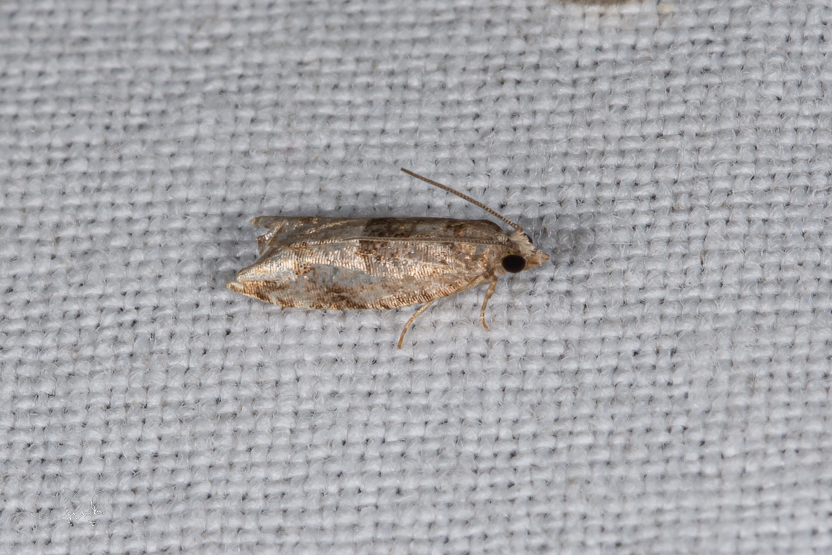 Topspinnertje / Holly Tortrix Moth (Rhopobota naevana), micro