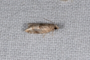 Topspinnertje / Holly Tortrix Moth (Rhopobota naevana), micro