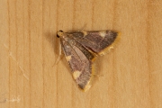 Triangelmot / Gold Triangle (Hypsopygia costalis), micro