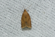 Tuinbladroller / Privet Tortrix (Clepsis consimilana), micro