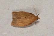 Tuinbladroller / Privet Tortrix (Clepsis consimilana), micro