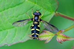 Zuidelijke citroenzweefvlieg (Xanthogramma dives)