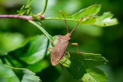 Smalle randwants / Box Bug (Gonocerus acuteangulatus)