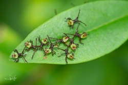 Smalle randwants (nimf) / Box Bug (nymph) (Gonocerus acuteangulatus)