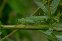 Grote groene sabelsprinkhaan / Great Green Bush-cricket (Tettigonia viridissima)