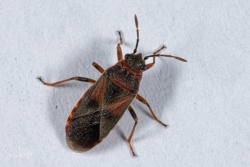 Iepenridderwants - Elm Seed Bug (Arocatus melanocephalus)
