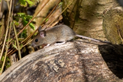 Gewone bosmuis / Wood mouse (Apodemus sylvaticus)