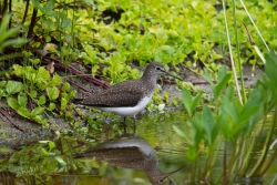 Witgatje / Green Sandpiper (Tringa ochropus)