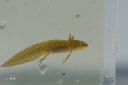 Kleine watersalamander / Smooth Newt (Lissotriton vulgaris)