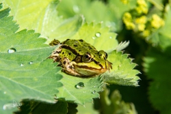 Groene kikker spec. / Green Frog spec. (Pelophylax spec.)