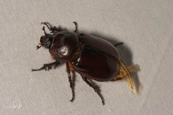 Neushoornkever - European Rhinoceros Beetle (Oryctes nasicornis)