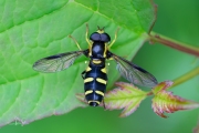 Zuidelijke citroenzweefvlieg (Xanthogramma dives)