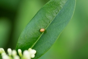 Smalle randwants (ei) / Box Bug (egg) (Gonocerus acuteangulatus)