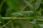 Grote groene sabelsprinkhaan / Great Green Bush-cricket (Tettigonia viridissima)