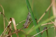 Bruine sprinkhaan / Field Grashopper (Chorthippus brunneus)