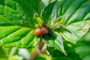 Moertje (Chrysolina polita)