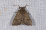 Tweekleurige heremietuil / Olive (Ipimorpha subtusa)