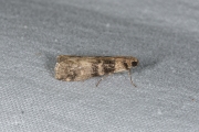 Tweekleurige lichtmot /  Tabby Knot-horn (Euzophera pinguis), micro