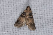 Tweekleurige lichtmot /  Tabby Knot-horn (Euzophera pinguis), micro