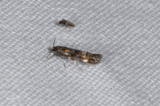 Tweekleurige wilgenroosjesmot (Mompha raschkiella), micro
