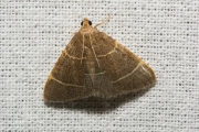 Tweelijnmot (Hypsopygia glaucinalis), micro