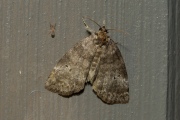 Tweestip-orvlinder / Common Lutestring (Ochropacha duplaris)